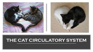 The Cat Circulatory System [upl. by Modesty960]