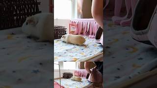 Guinea pig room makeover guineapigcage diy ￼ [upl. by Tennos]