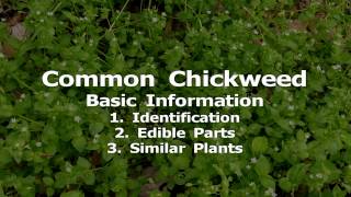 Gathering Edible Wild Plants Common Chickweed [upl. by Joli]