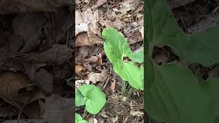 A great deal on Asarum canadense aka Wild Ginger nativeplants [upl. by Siana347]