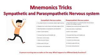 Mnemonics parasympathetic vs sympathetic nervous system functions  Differences [upl. by Enidanreb964]