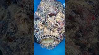 Stone fish most venomous fish [upl. by Amersham]