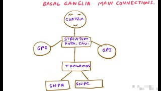 Basal ganglia I  connections  basic functions [upl. by Lucilla]