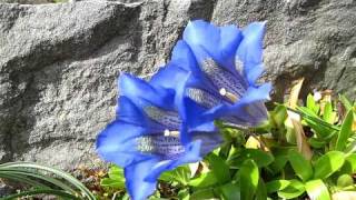 Gentiana acaulis [upl. by Yelsek]