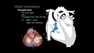 Overview of Heart Anatomy Tutorial [upl. by Alda]