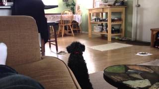 Schnoodle Barking [upl. by Eizle843]