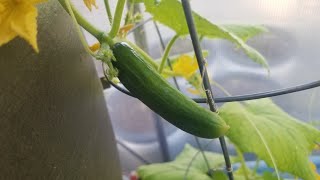 Second Cucumber to set fruit in my Parthenocarpic Variety trial the Beit Alpha [upl. by Ydnir293]