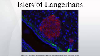 Islets of Langerhans [upl. by Roche]