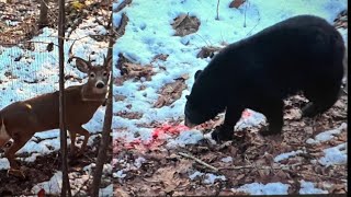 BEAR EATS HUNTER’S DEER HUNTER TAKES DOWN SECOND BEAR [upl. by Bonne]