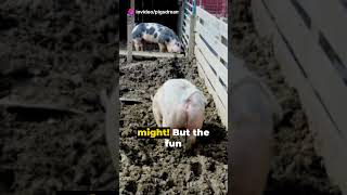 Piggy Playtime Fun and Games with Happy Hogs [upl. by Forelli]