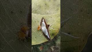 Cucumber moth female spreading pheromones to attract mate nature youtubeshortsindia naturevlogs [upl. by Mazel579]