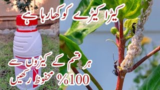 Best Pesticide for All Plants  Podon k Keeroun ko Marein  All in 1 Spray for Insects [upl. by Nyleuqcaj975]