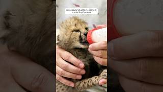 They rescued a baby cheetah and then took care of it shorts [upl. by Yhtomot]