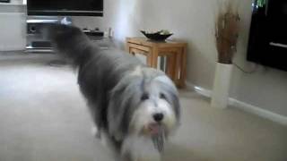 Bearded Collie Tricks [upl. by Eiramanitsirhc]