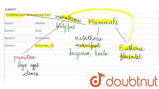 Prototherians have evolved from [upl. by Nnaaras14]