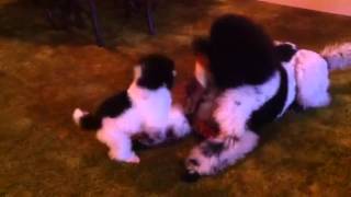 Funniest Poodle Video EVER [upl. by Gambrill]