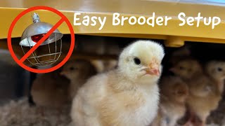 Easy Brooder Setup No Heat lamps [upl. by Zara914]