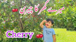 Cherry tree at my home  Eat with me Cherry viral trending trendingvideo life lifestyle like [upl. by Ylrak]