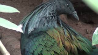 Nicobar pigeon  Caloenas nicobarica [upl. by Nnyleve961]