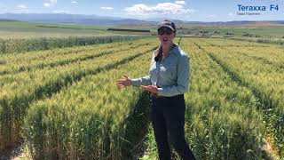 Wireworm damage to wheat in Northern Plains [upl. by Bret320]