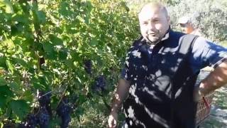 La tecnica della vendemmia in cassetta in Valpolicella Classica [upl. by Ashelman488]