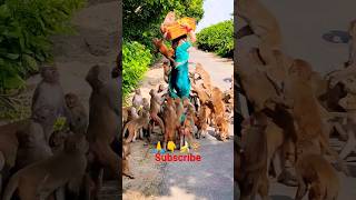 बहुत ही भूखा है वानर परिवार 🐒🙏humanity respect monkey friends viralshort animals ytshorts 🙏🙏 [upl. by Ardried]