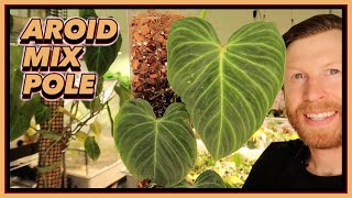 Aroid Mix Poles WILL Replace your Moss  How to GROW LARGE Leaves [upl. by Maunsell]