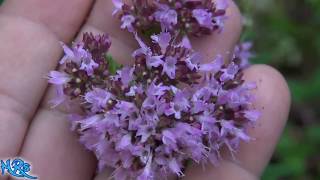 ⟹ Oregano  Origanum vulgare  Flowers and seeds [upl. by Adil554]