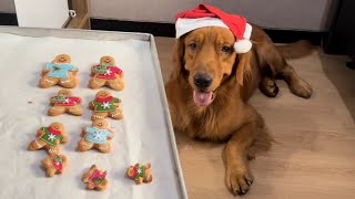 Golden retriever first time eat christmas cookies [upl. by Aneis]