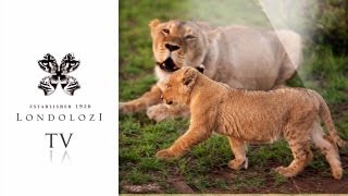 Tailless Lioness and Young Cub  Londolozi TV [upl. by Dorree757]