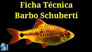 Ficha Técnica Barbo Schuberti Puntius Semifasciolatus [upl. by Klump]