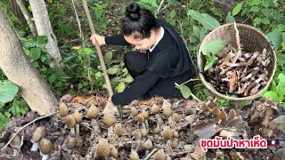 ขุดมันป่าหาเก็บเห็ดปลวก Digging for termite mushrooms and yams [upl. by Rebecca]