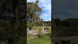 Cows Coming To Say Moo Near Janets Foss Waterfall Malham Cove Yorkshire Dales UK 4K Virtual Tour 🇬🇧 [upl. by Fawcett]