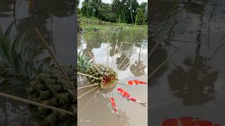 Survival Skills SIMPLE and USEFUL with Pineapple fish trap camping bushcraft outdoors [upl. by Cinamod]