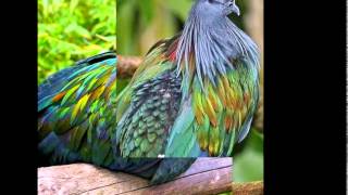 Nicobar Pigeon [upl. by Susumu577]