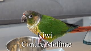 Kiwi la conure Molinae Une journée filmée par son maître [upl. by Ettevy]