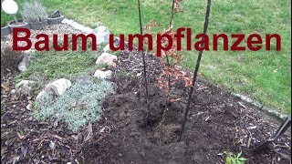 Wann und wie Baum umpflanzen Jahreszeit Bäume pflanzen umpflanzen [upl. by Siramaj]