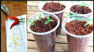 Agrieducation Put Chili Seed To Sprout In 2 Days [upl. by Treblih]