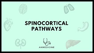 شرح Spinocortical pathways [upl. by Pearson]