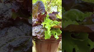 I potted this Dreamy salad mixture today I wanted to eat it as soon as I saw it in the store [upl. by Marcelle59]