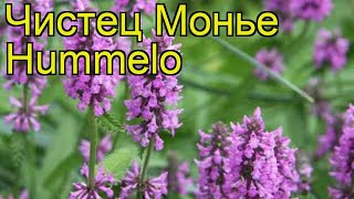 Чистец монье Хуммело Краткий обзор описание характеристик stachys monieri Hummelo [upl. by Itsa]