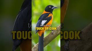 Scientifically Confirmed Poisonous Bird😮😱Aspediatrending shortsfeedshorts natureviralvideo [upl. by Feenah8]