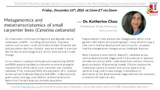 Katherine Chau  Metagenomics and metatranscriptomics of small carpenter bees Ceratina calcarata [upl. by Fiertz]