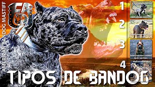 Bandog ¿Es una raza pura o un mestizo Descubre la verdad✔️ [upl. by Smail]