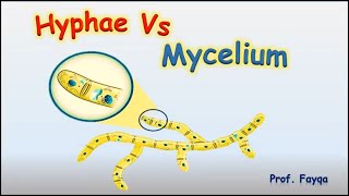 Hyphae and mycellium [upl. by Sirtimed]