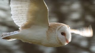 SlowMo Barn Owl in Flight  Unexpected Wilderness  BBC Earth [upl. by Dyob]