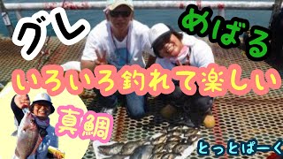 【とっとパーク小島】真鯛、グレ、メバルいろんな魚種が釣れて楽しい釣り場とっとパーク小島 [upl. by Eitirahc348]