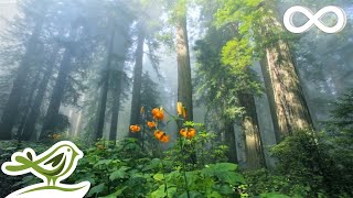 Sunny Mornings Beautiful Relaxing Music with Piano Guitar amp Bird Sounds by Peder B Helland [upl. by Odlonra]