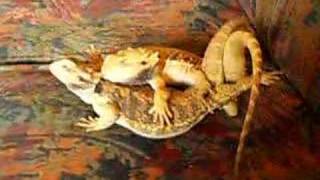 Bearded dragons mating [upl. by Tarttan]