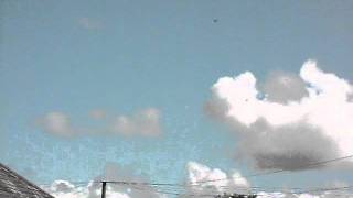 highflying tumbler pigeons tumbling [upl. by Gabriell468]